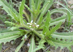 Neotorularia torulosa
