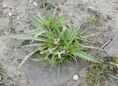 Neotorularia torulosa