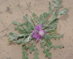 Centaurea dimorpha