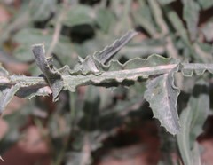 Centaurea dimorpha