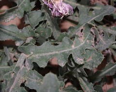 Centaurea dimorpha