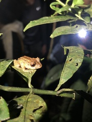 Pristimantis delius