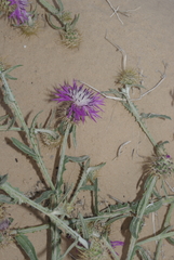 Centaurea dimorpha