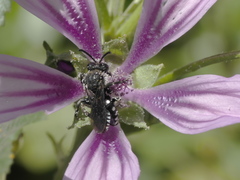 Ammobates oraniensis