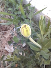 Urospermum dalechampii