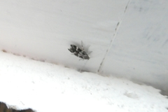 Mompha sturnipennella