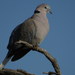Western Cape Ring-necked Dove - Photo (c) Gawie Malan, some rights reserved (CC BY-NC), uploaded by Gawie Malan