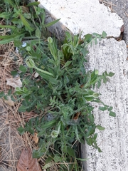 Urospermum dalechampii