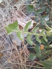 Urospermum dalechampii