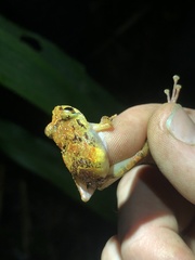 Pristimantis incomptus
