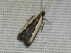 Dichomeris setosella