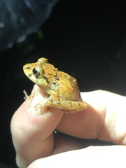 Pristimantis incomptus