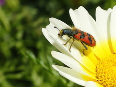 Trichodes umbellatarum