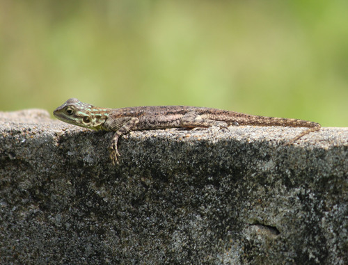 Rainbow Agama