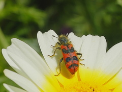 Trichodes umbellatarum