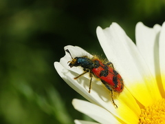Trichodes umbellatarum