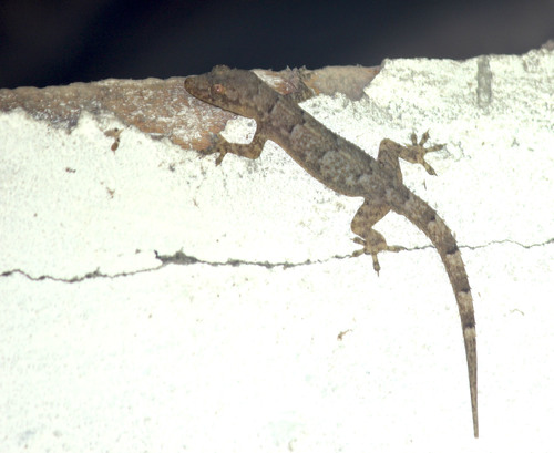 Tropical House Gecko