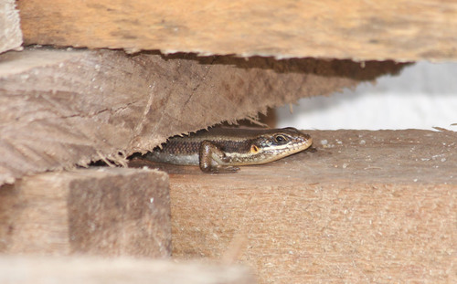 Speckle-lipped Mabuya