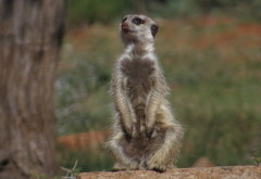 Suricata suricatta