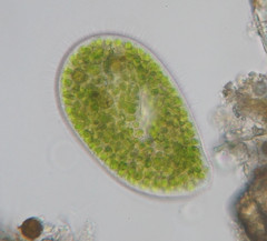 Paramecium bursaria