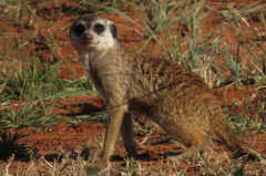Suricata suricatta
