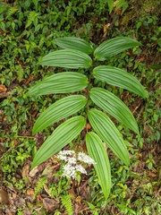 Maianthemum harae