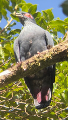 Alectroenas madagascariensis