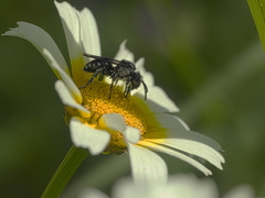 Ammobates oraniensis