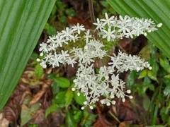 Maianthemum harae