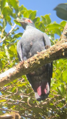 Alectroenas madagascariensis