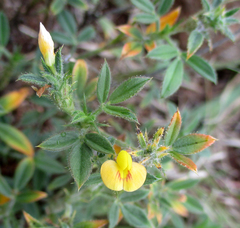 Stylosanthes fruticosa