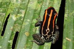 Ranitomeya