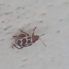 Notozona rufofusca