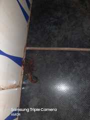 Rhopalurus laticauda