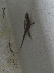 Anolis carolinensis