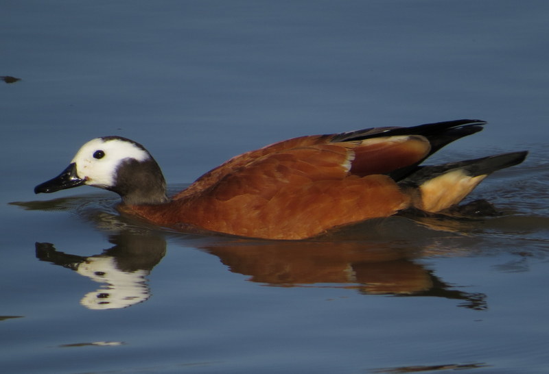 South African Shelduck