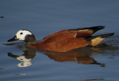 South African Shelduck photo 6