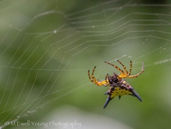 Macracantha hasselti