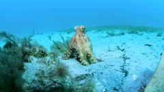 Octopus pallidus