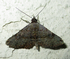 Rhesala moestalis