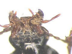 Pterostichus luctuosus