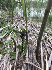 Epophthalmia elegans