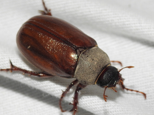 Phyllophaga scitula