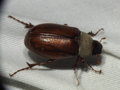 Phyllophaga scitula