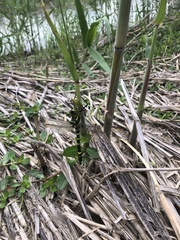 Epophthalmia elegans