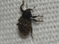 Apteromechus texanus