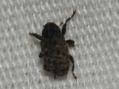 Apteromechus texanus