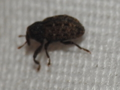 Apteromechus texanus