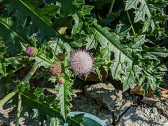 Cirsium japonicum australe