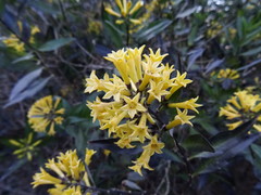 Cestrum parqui
